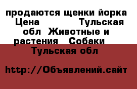 продаются щенки йорка › Цена ­ 7 000 - Тульская обл. Животные и растения » Собаки   . Тульская обл.